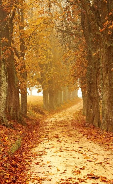 Chemin arbres automne